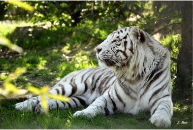 ledomainedesfauves animaux 2022 tigre blanc